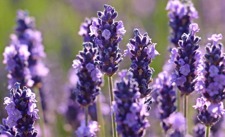 The Magic of Butterfly Lavender: A Neurocosmetic Powerhouse for Smoother, Plumper Skin