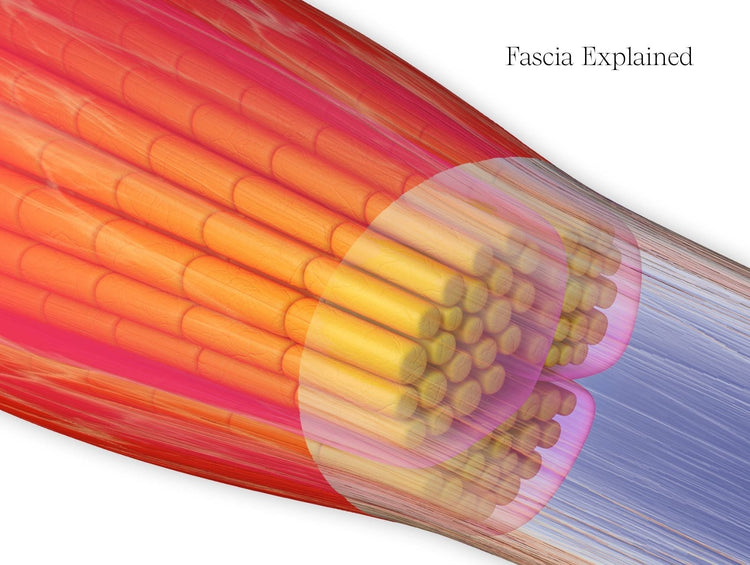 What Is Fascia?