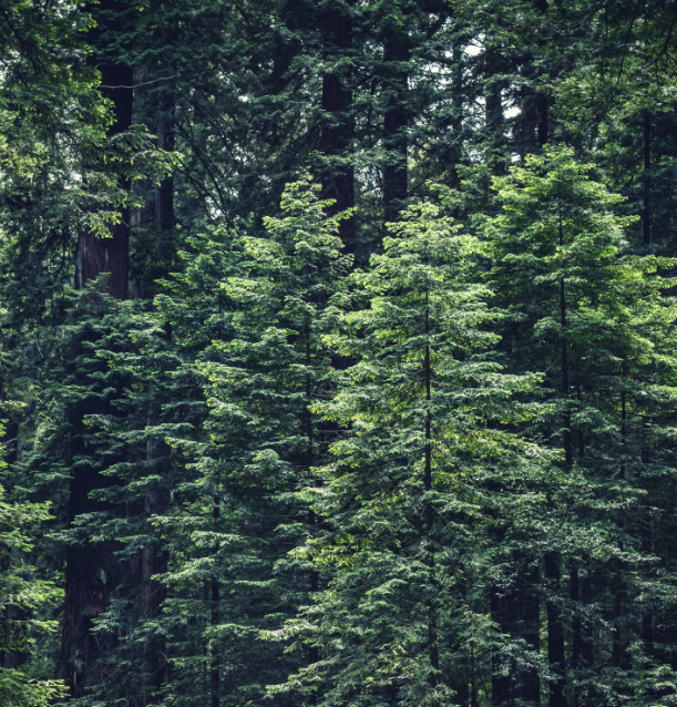 Protecting Our Precious Earth.  Is Wildling Eco Friendly?