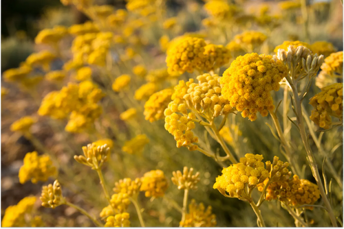 Helichrysum: The Miraculous Plant With Skin Healing Benefits