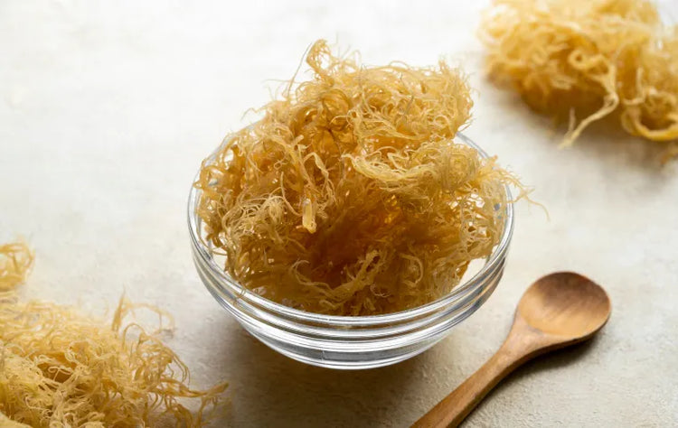 Unveiling the Health and Skin Benefits of Irish Sea Moss Wildling