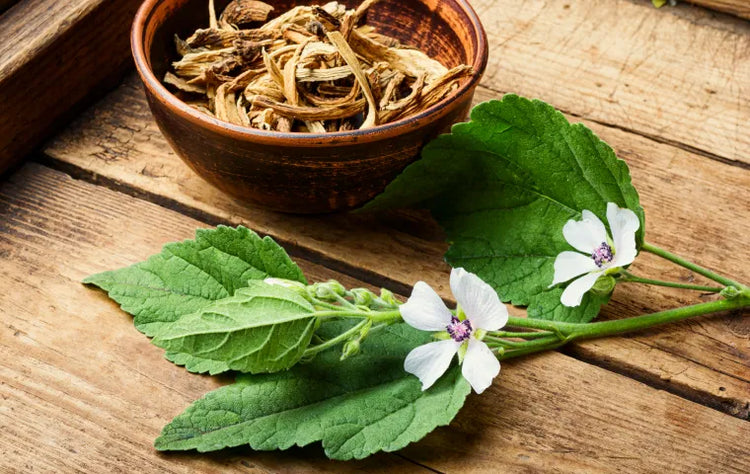 Marshmallow Root: An Ancient Secret for Modern Skincare