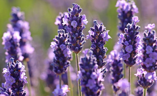 The Magic of Butterfly Lavender: A Neurocosmetic Powerhouse for Smoother, Plumper Skin